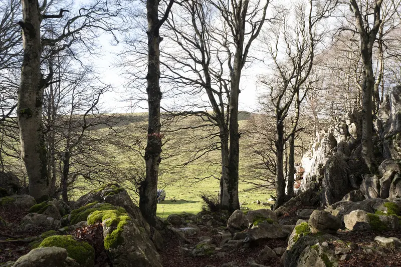 Beech forest of Monte Marchetta and Colle dell'Orso – Frosolone