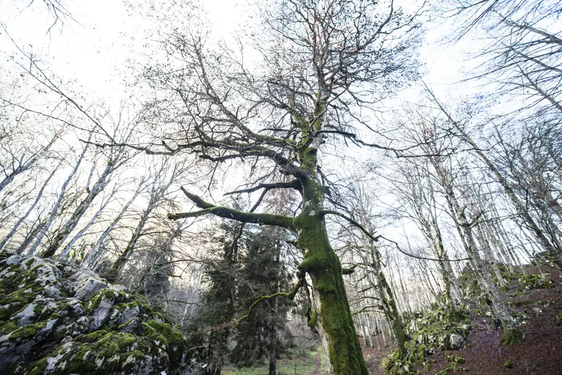 Beech forest of Monte Marchetta and Colle dell'Orso – Frosolone