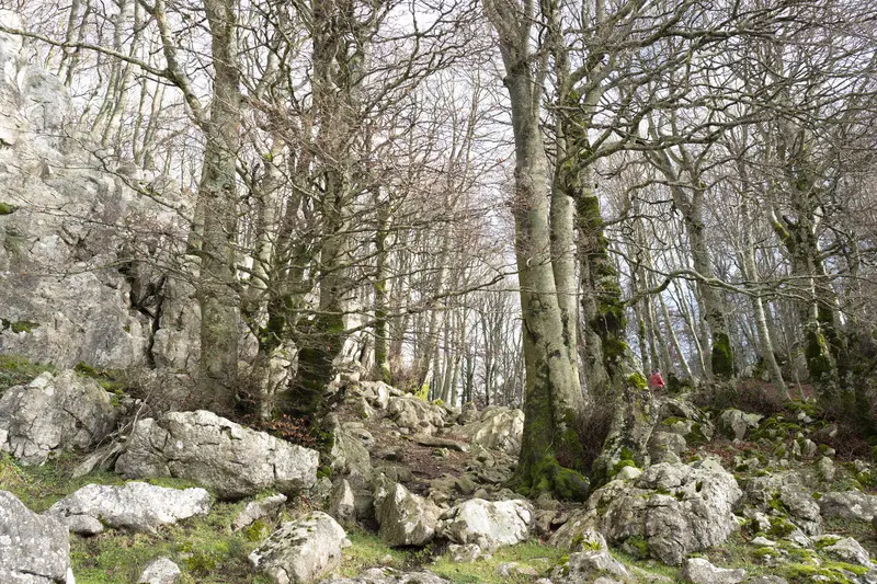 Beech forest of Monte Marchetta and Colle dell'Orso – Frosolone