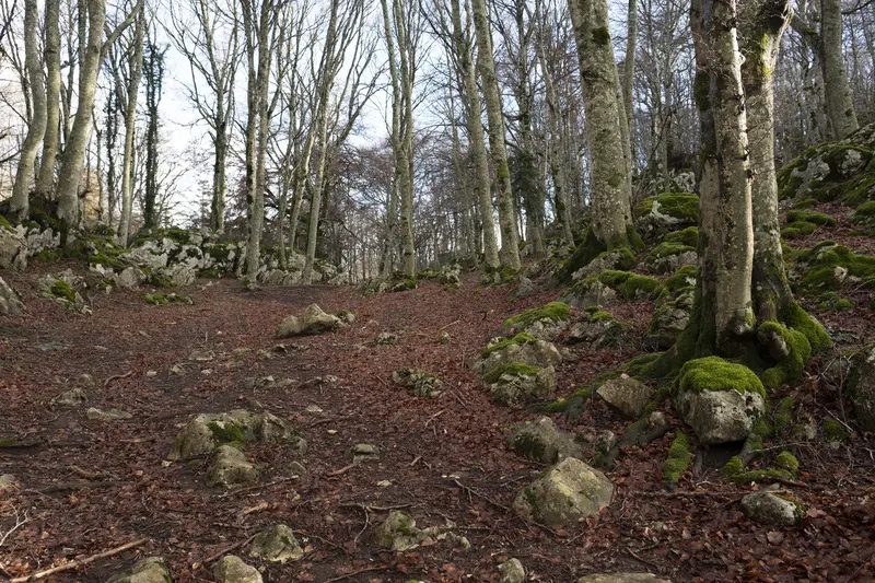 Beech forest of Monte Marchetta and Colle dell'Orso – Frosolone